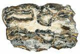 Mammoth Molar Slice with Case - South Carolina #266391-1